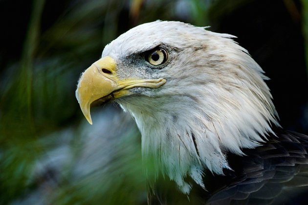 Le gouvernement Trump détricote la loi protégeant les espèces menacées