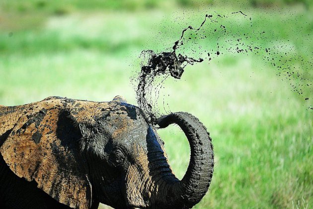 Espèces menacées: l'interdiction de la vente d'éléphants à des zoos en bonne voie