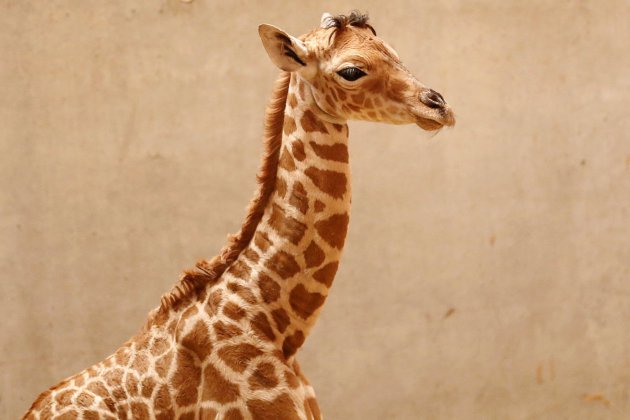 Champrepus. Une première dans la Manche : un girafon naît au zoo de Champrépus