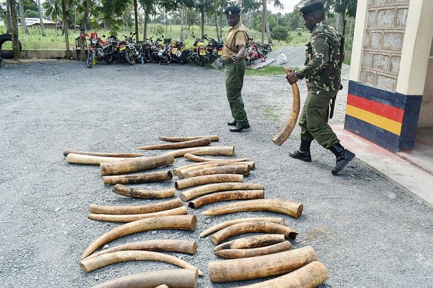 L'Europe incitée à fermer son marché de l'ivoire pour mieux protéger les éléphants