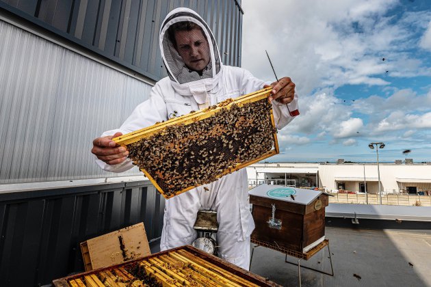 Cherbourg. Cherbourg : 60 000 abeilles sur le toit du Petit Vapoteur