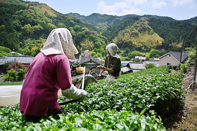 La folie matcha sauvera-t-elle le thé japonais ?