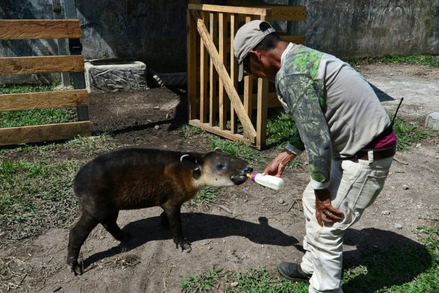Au Honduras, un zoo de narco-trafiquants transformé en refuge de tapirs