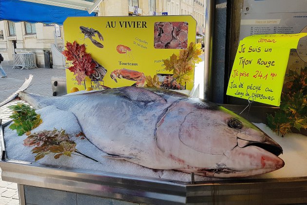 Cherbourg-Octeville. Manche : un thon rouge de 241 kg pêché au large de Cherbourg