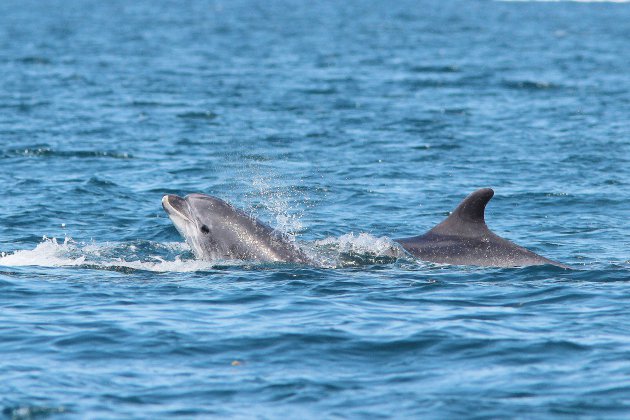 Granville. Les dauphins en danger dans la Manche
