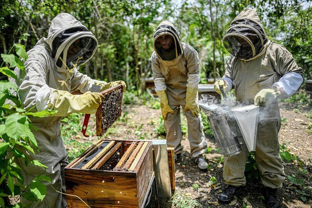 Du miel pour "panser" les blessures de guerre d'un village de Colombie