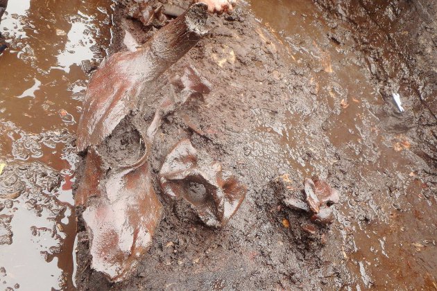 Vimont. Les restes d'un auroch vieux de 10 000 ans découverts dans le Calvados