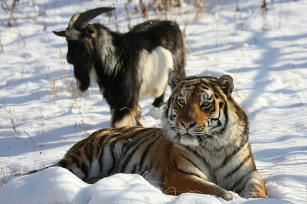 En Russie, mort d'un bouc devenu le meilleur ami d'un tigre