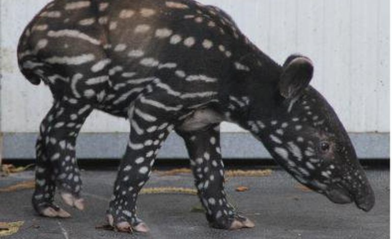 Zoo de Cerza (14) : naissance exceptionnelle d'un tapir de Malaisie
