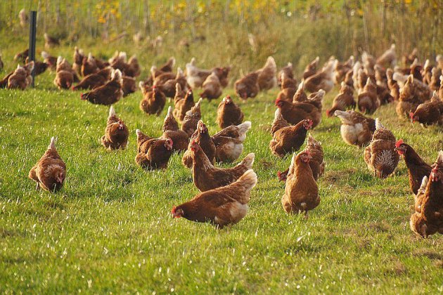 Isigny-le-Buat. 200 poulets tués dans un incendie