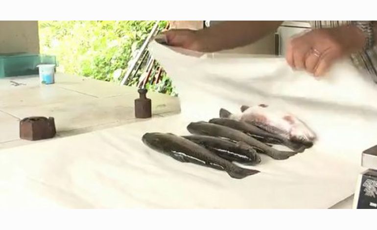 VIDEO : pêche à la truite aux sources d'Elle