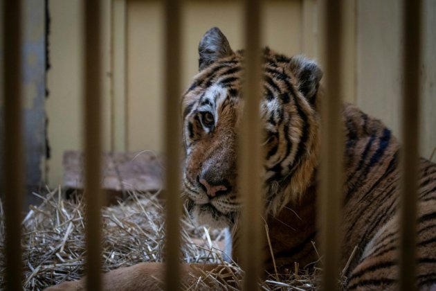 Pologne: cinq tigres rescapés sont partis pour l'Espagne