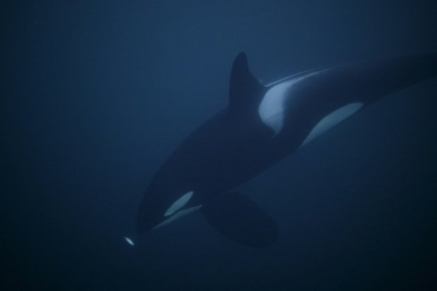Italie: des orques vues "pour la première fois" dans le détroit de Messine (association)