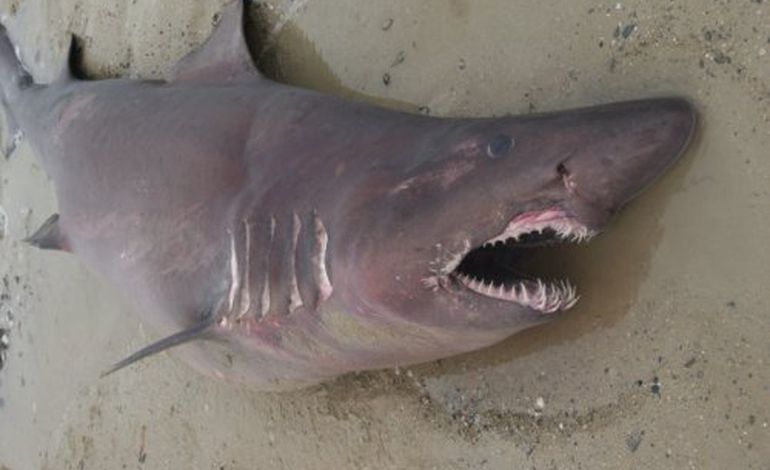 Manche : un requin s'échoue sur une plage d'Agon-Coutainville