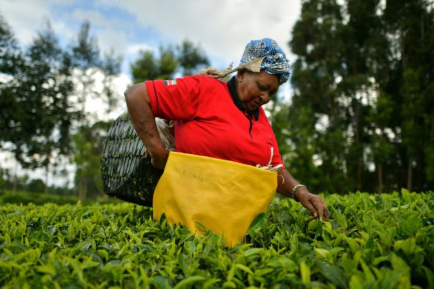 Face à la baisse des prix, les producteurs kényans de thé se diversifient
