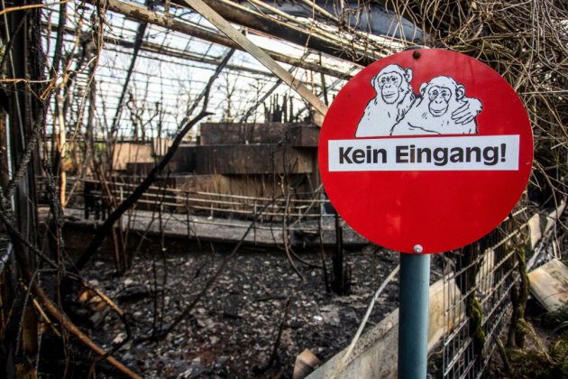 Allemagne: des singes tués dans l'incendie d'un zoo causé par des lanternes volantes