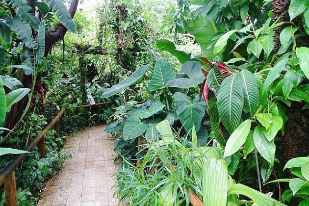 Nature. Plantes tropicales :à la découverte de leurs mythes et légendes
