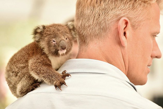 Des dizaines de koalas soignés dans un  hôpital de campagne sur l'île Kangourou