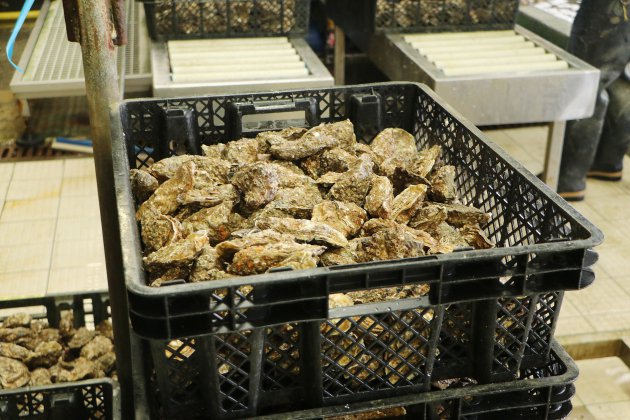 Calvados. Gastro-entérite à cause des huîtres : nouvelles interdictions de pêche