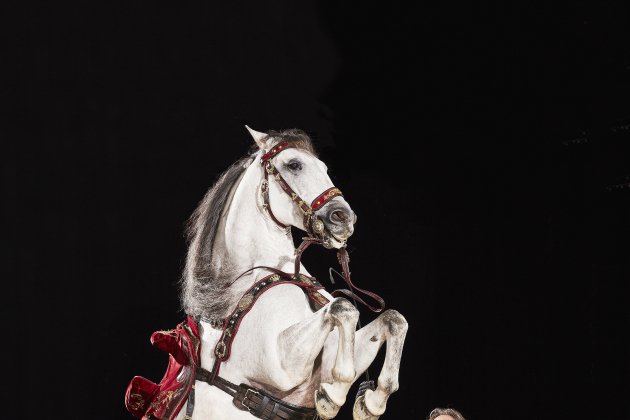 Caen. "Les chevaux sont des artistes" pour Mario Luraschi