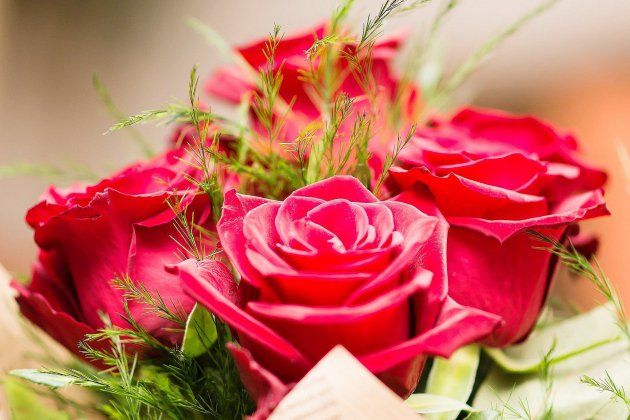 Cadeau. Tendance Ouest vous offre des fleurs pour la Saint-Valentin