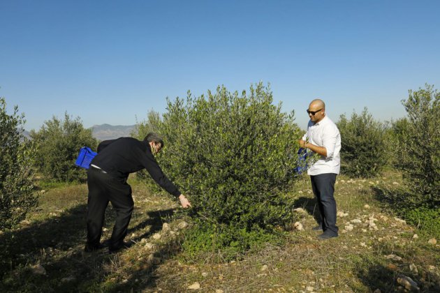 Sur l'île de Chypre divisée, une huile d'olive "pour la paix"