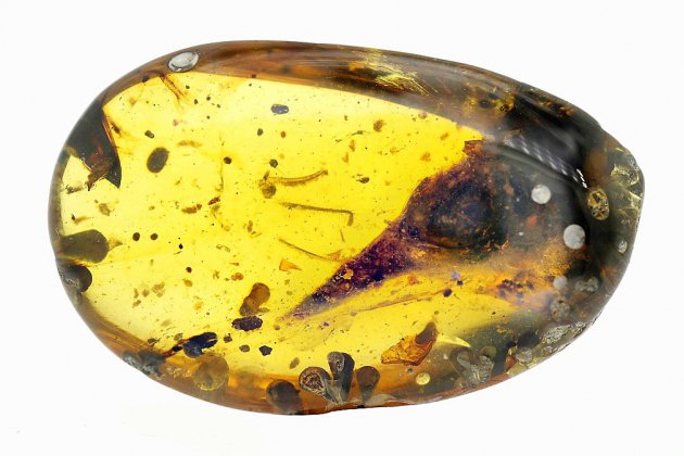 Un minuscule dinosaure découvert figé dans l'ambre