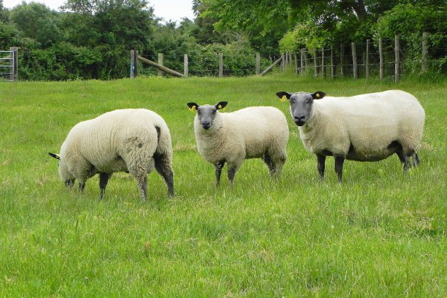 Coronavirus : vos questions, nos réponses. Puis-je aller soigner mes moutons en pâture à 20 km de mon domicile ?