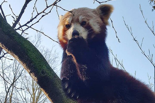 Seine-Maritime. Un bébé panda roux est né début juin au parc de Clères