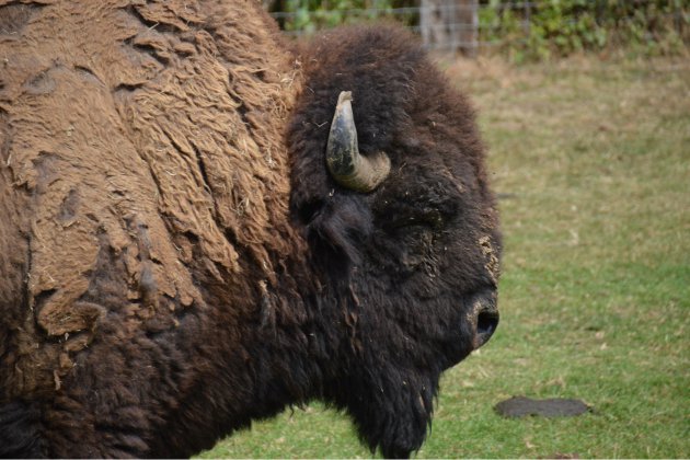 Muchedent. Rêves de bisons : le rêve américain près de la forêt d'Eawy