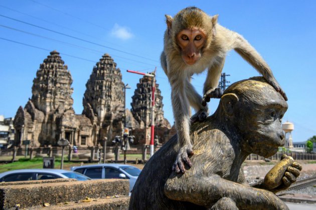Thaïlande: envahie par les macaques, "la ville des singes" contre-attaque
