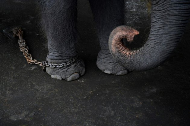 Thaïlande: de rares images montrant le cruel dressage des "éléphants à touristes"