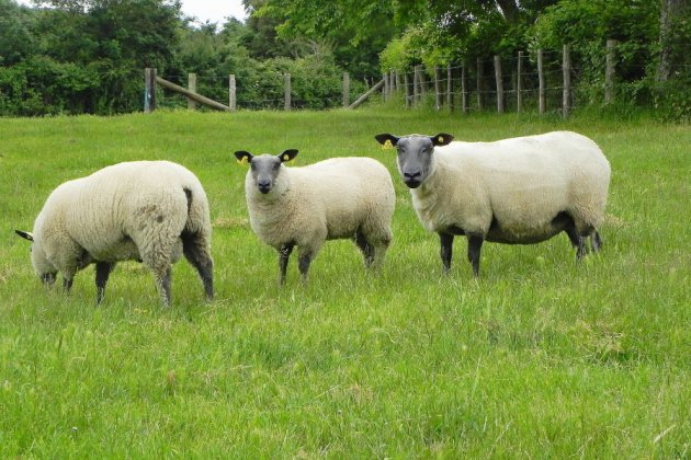 Orne. Plus de 200 moutons maltraités retirés à leur propriétaire