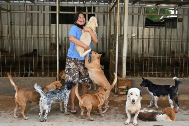 Le docteur indonésien qui sauve les chiens victimes de la pandémie