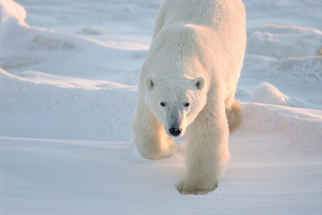 Réchauffement: vers l'extinction des ours polaires d'ici 2100, prévient une étude