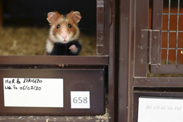 Dans le Haut-Rhin, une pouponnière pour sauver le grand hamster d'Alsace