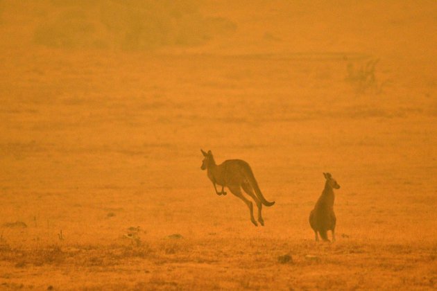 Australie: trois milliards d'animaux tués ou déplacés par les feux de 2019-2020