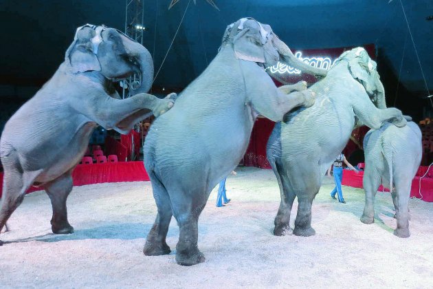Bernières-sur-Mer. Les cirques avec animaux interdits : une association saisit la justice