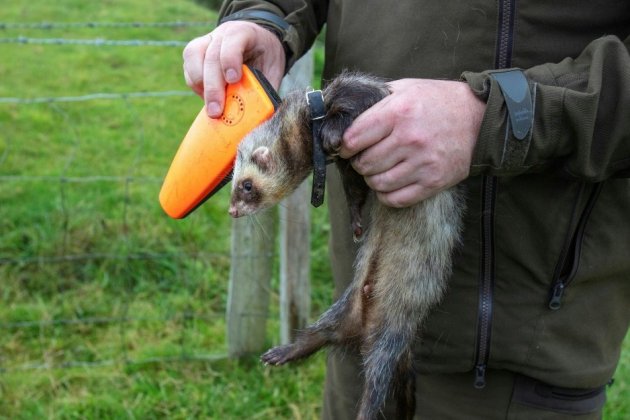 Avec furets et filets, un Irlandais perpétue la tradition de la chasse au lapin
