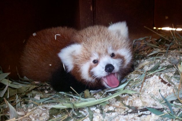 Seine-Maritime. Le bébé panda roux du parc de Clères se cherche un nom