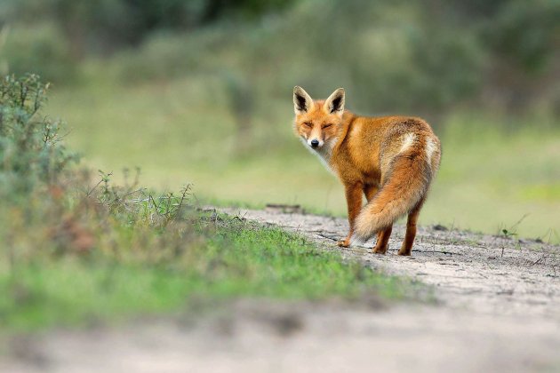 Rouen. Abattage de renards : les associations obtiennent la suspension de l'arrêté