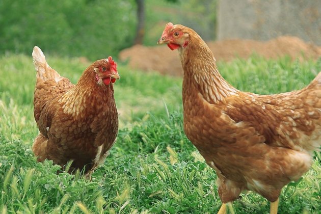 Caen. 800 poules rousses à adopter pour les sauver de l'abattoir !