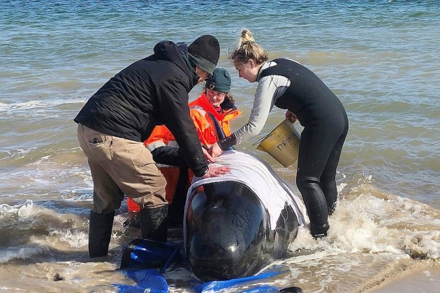 Des sauveteurs australiens contraints d'euthanasier des "dauphins-pilotes" en baie de Tasmanie