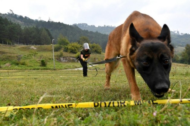 Les chiens démineurs de Bosnie sur les fronts du monde entier