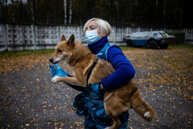 En Russie, des "chiens-chacals" apprennent à détecter le Covid