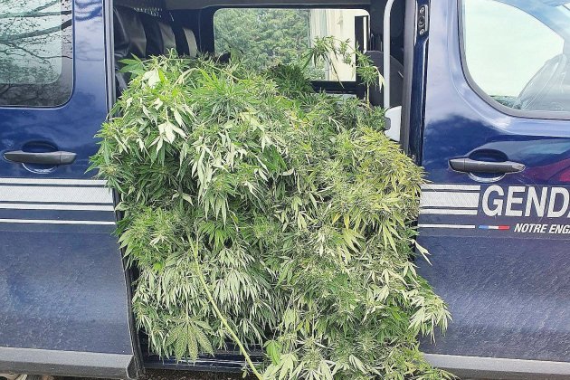 Calvados. Les gendarmes saisissent 22 pieds de cannabis