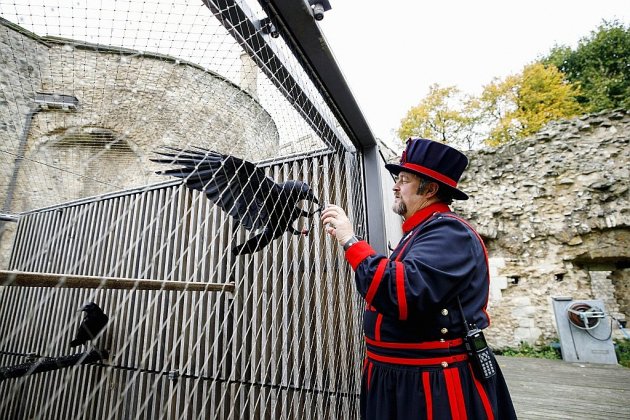 God save the birds: avec le "maître des corbeaux" de la Tour de Londres