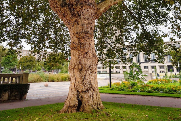 Le Havre. Le platane d'Espagne de l'hôtel de ville, arbre de l'année 2020 ?