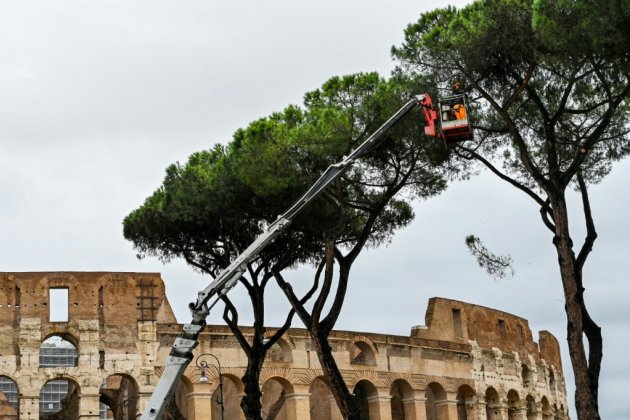 A Rome, un suceur de sève venu d'Amérique à l'assaut des pins parasols