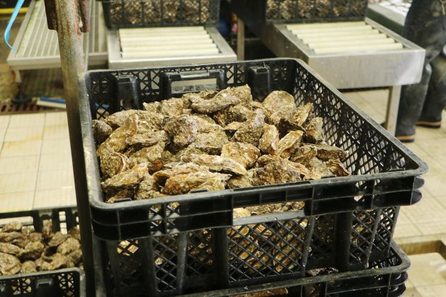 Noël. Les huîtres de Saint-Vaast en vente en ligne